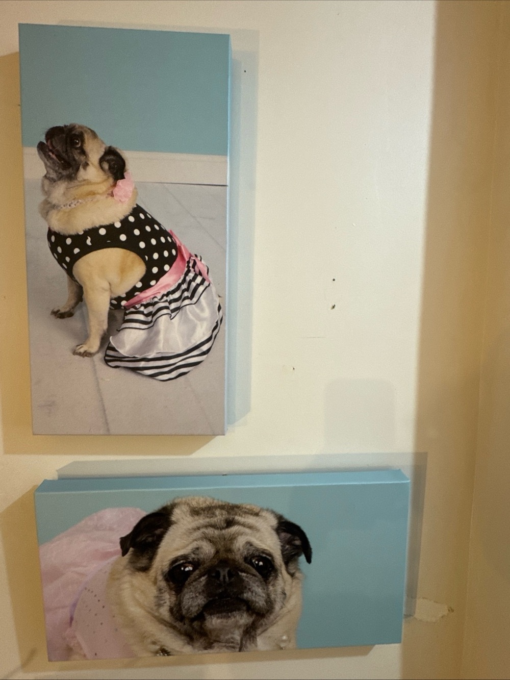 Framed Pet Canvas Wall Art – Pug Portraits in Black & Pink